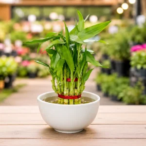 2 layer Lucky Bamboo Plant