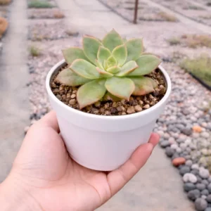 Aeonium Kiwi