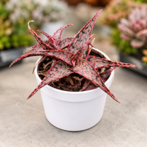 Christmas Carol Aloe