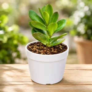 Crassula Jade (Kubber plant)