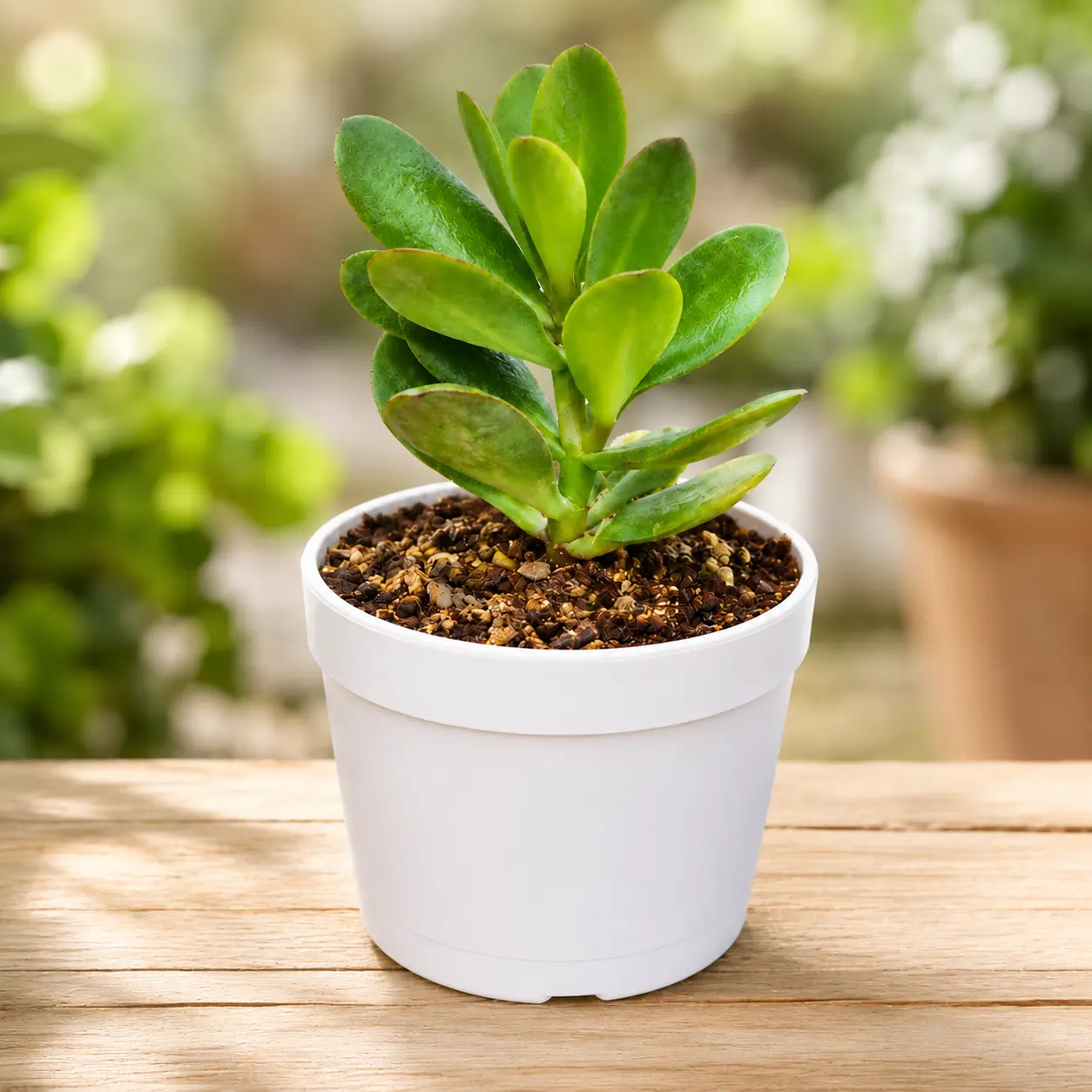 Crassula Jade (Kubber plant)