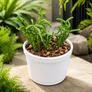 Crassula Muscosa