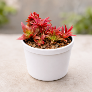 Crassula Thyrsiflora