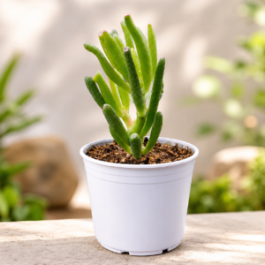 Crassula ovata 'Gollum'