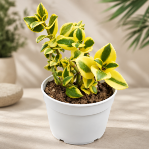 Crassula sarmentosa
