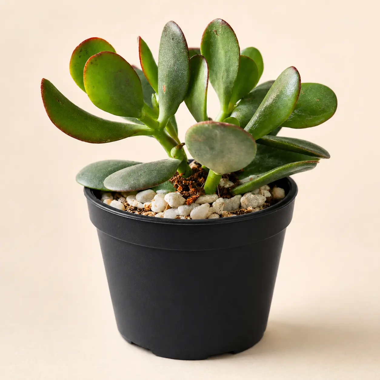 Crassula Jade (Kubber plant) - Image 2