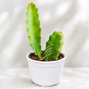 Dragon Fruit Plant
