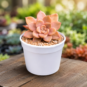 Echeveria 16