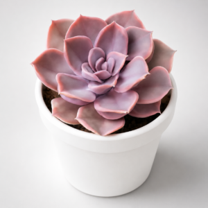 Echeveria 'Perle von Nürnberg'