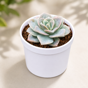 Echeveria Elegans Hybrid