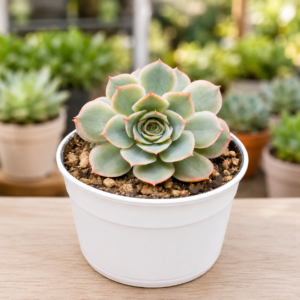 Echeveria Esther