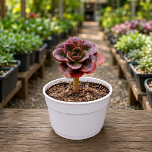 Echeveria Melaco