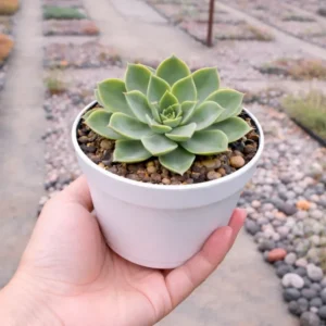 Echeveria Pansy