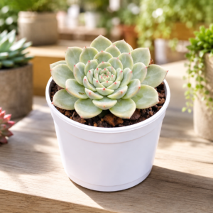 Echeveria Peacockii - Blue Bird