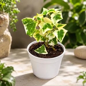 English Ivy