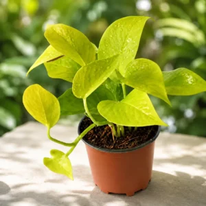 Golden Money Plant