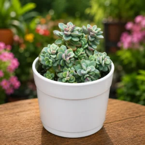Graptopetalum Amenthesium - Pink Moonstone