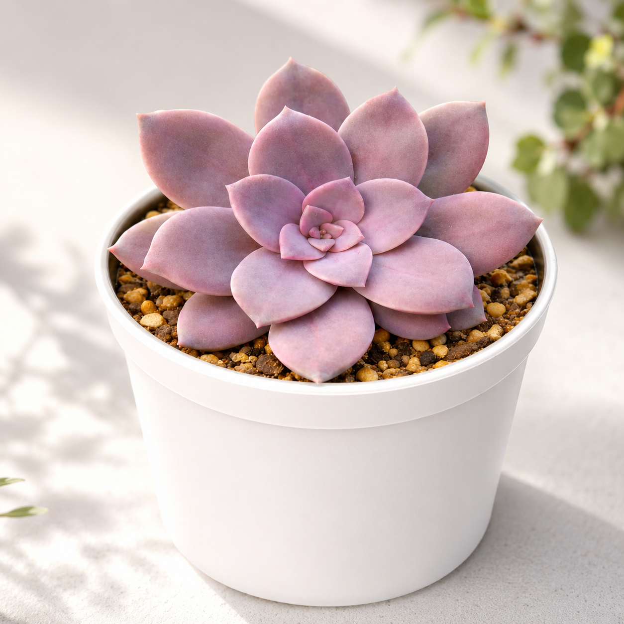 Graptopetalum paraguayense "Ghost Plant"