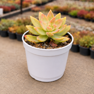 Graptosedum California Sunset