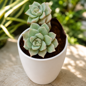 Graptoveria Titubans (Blue Lotus)