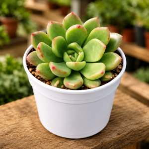 Graptoveria ‘Bashful’