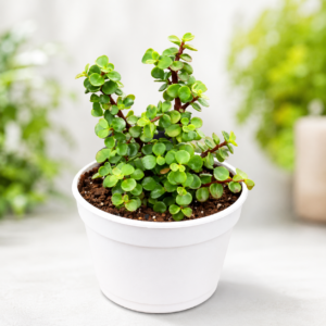 Green Elephant Bush Portulacaria afra