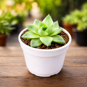 Haworthia Cymbiformis