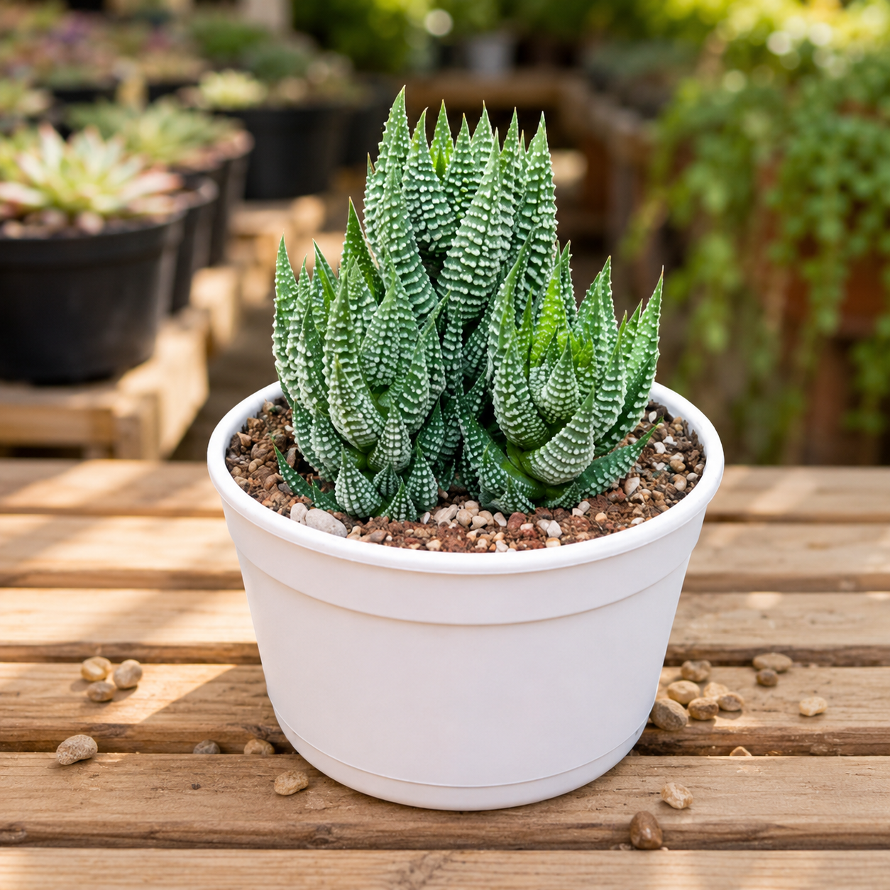 Haworthia Reinwardtii
