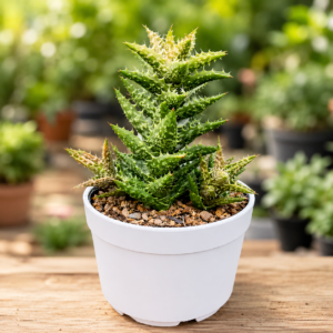 Juvenna Tiger tooth aloe