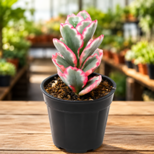 Kalanchoe Fetchschonki