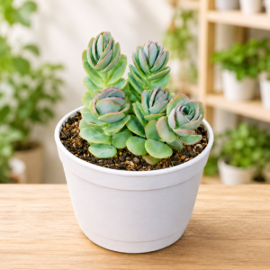Kalanchoe Marnieriana