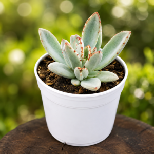 Kalanchoe Tomentosa