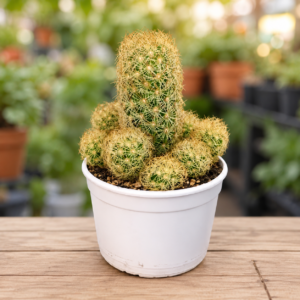 Mammillaria elongata "Ladyfinger Cactus"