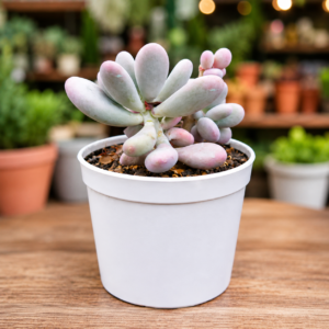 Pachyphytum Oviferum Moonstone