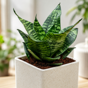 SANSEVERIA HANII DWARF (SNAKE PLANT)