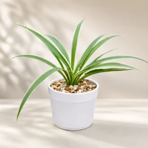 SPIDER PLANT AIR PURIFIER