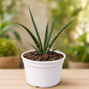 Sansevieria bacularis ‘Mikado’ – Fernwood Snake