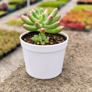 Sedum-Pachyphyllum - SEDUM-BANANA