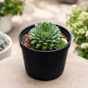 Sempervium Calcereum