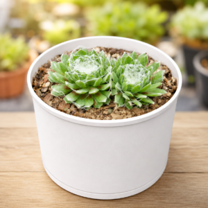Sempervivum arachnoideum Cobweb