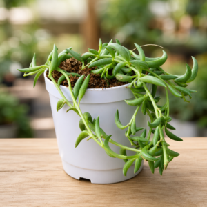 Senecio citriformisis (String of tears)