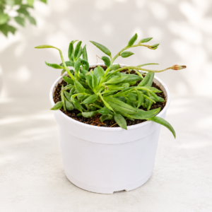 Senecio radicans
