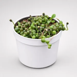 Senecio rowleyanus