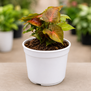 Syngonium Bronze