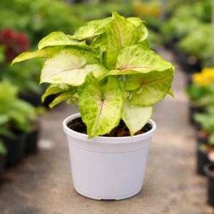 Syngonium Golden
