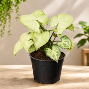 Syngonium Reticulata Sapling
