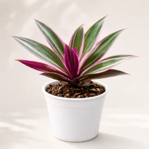 Tradescantia Spathacea Rhoeo Plant