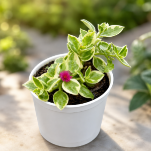 Variegated Baby Sunrose