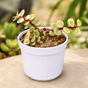 Yellow Elephant Bush (Portulacaria afra)