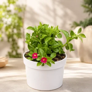 Baby Sunrose